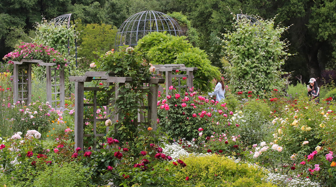 Rose Garden © Descanso Gardens - Public Relations